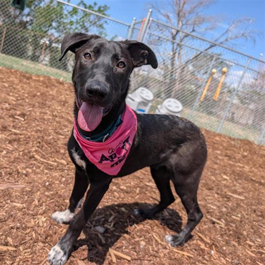 ANDI, Adoptable, Young Female Labrador Retriever & Mixed Breed.