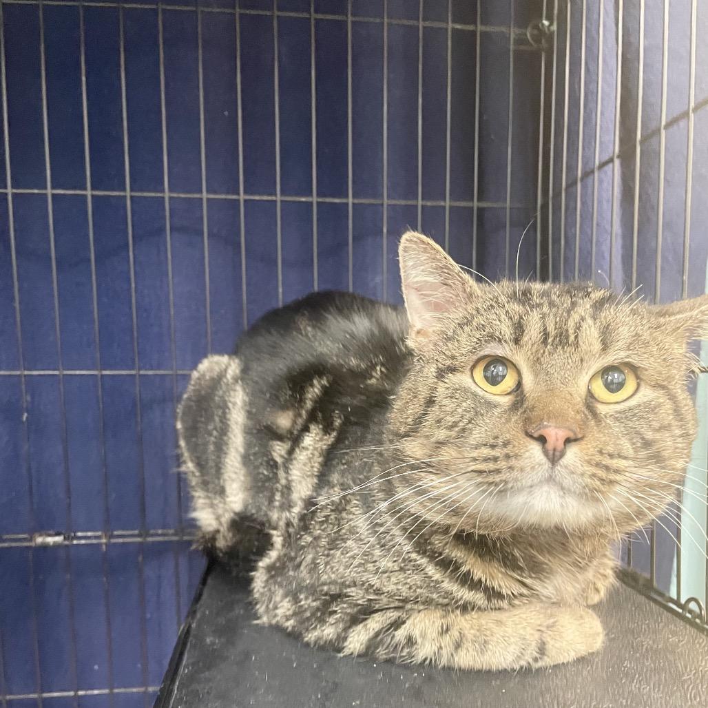 Enlarge Adam, an adopted Domestic Short Hair in Hudson, NY image 1/1