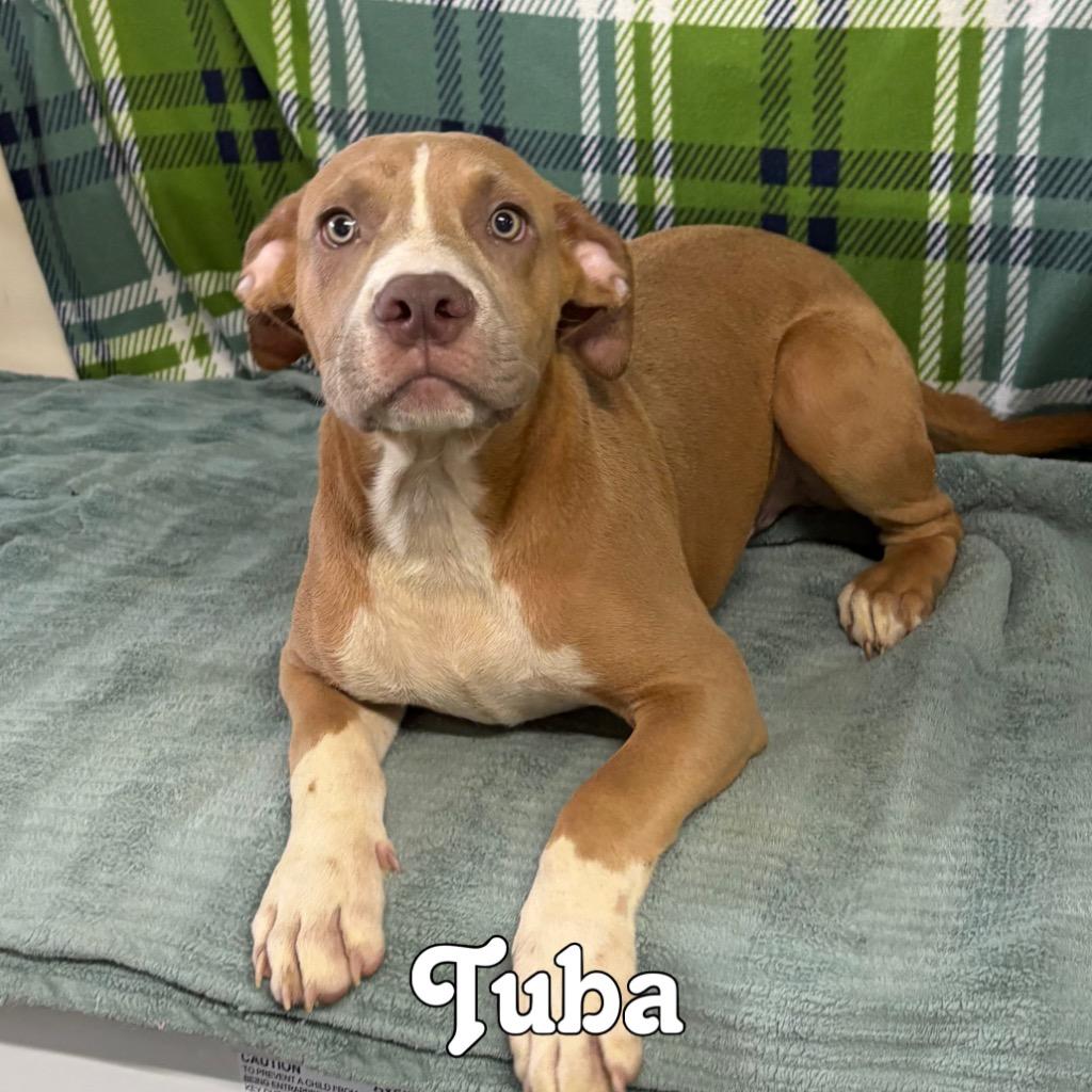 Tuba, Adoptable, Puppy Male Boxer & Pit Bull Terrier.