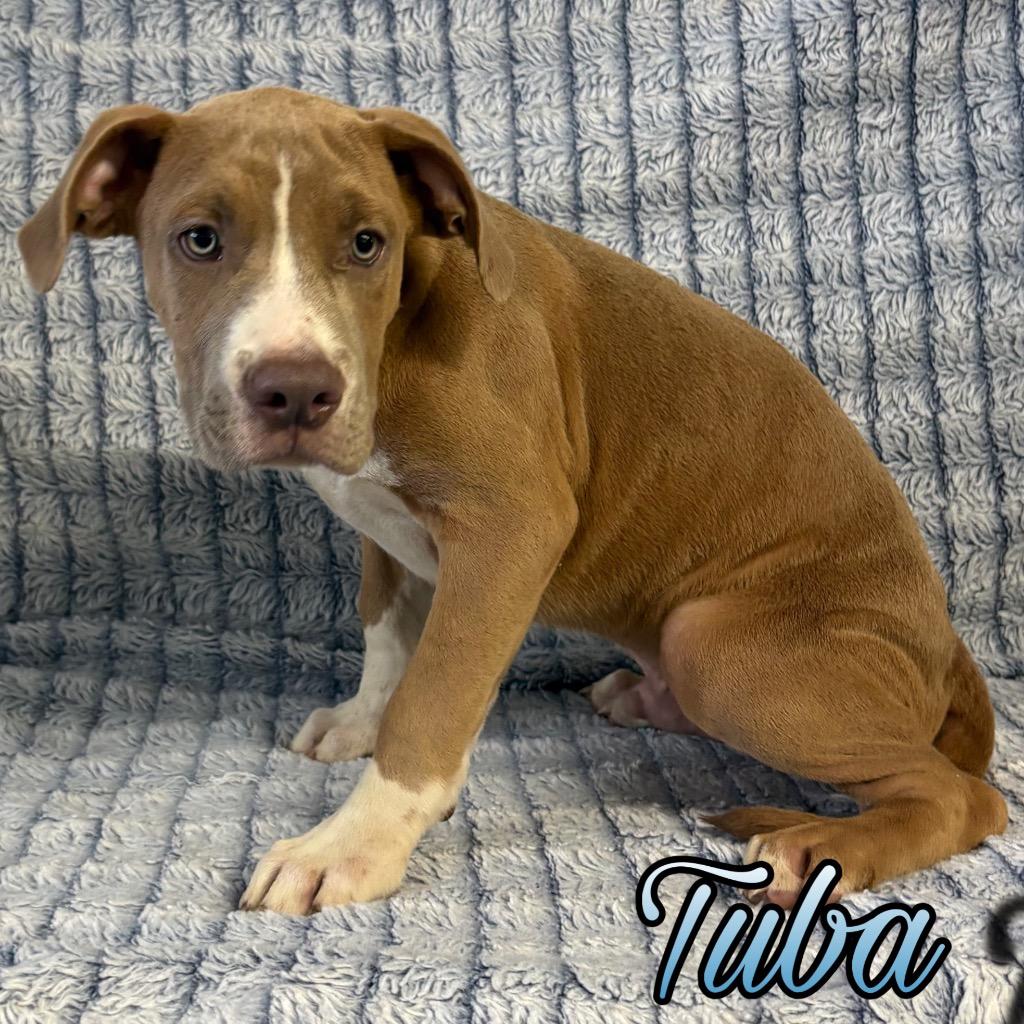 Enlarge Tuba, a Adoptable mixed breed in Hillsboro, OH image 2/2