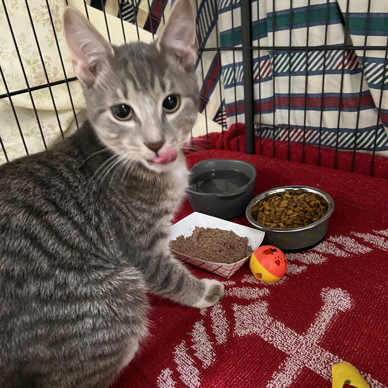 Cat for adoption Ghost, a Domestic Short Hair in Pittsford, VT
