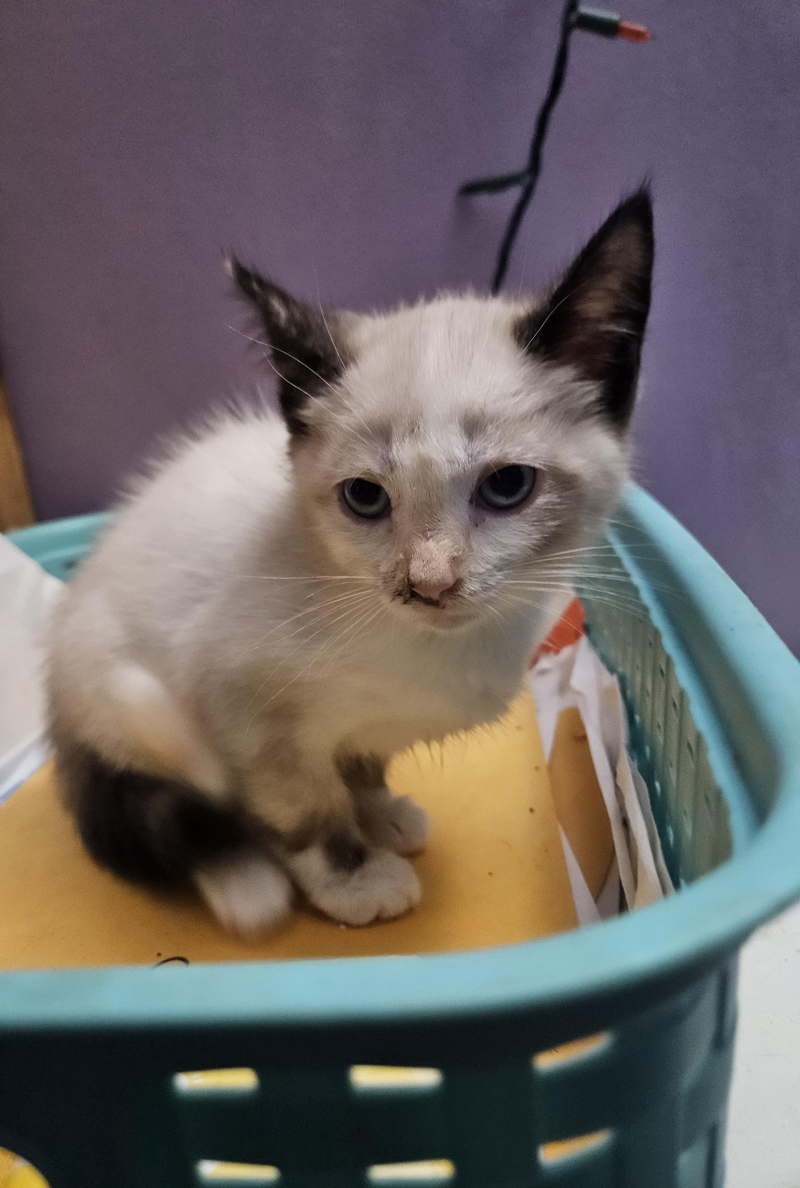 Wendy, Adopted, Kitten Female Siamese.