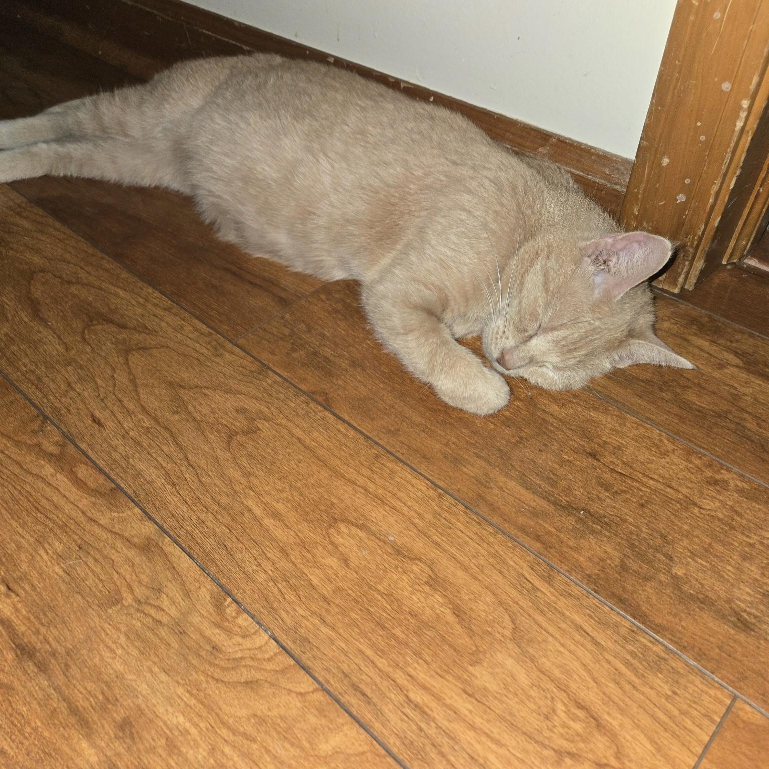 Enlarge Blessed, a ADOPTABLE Domestic Short Hair in Indianapolis, IN image 3/3