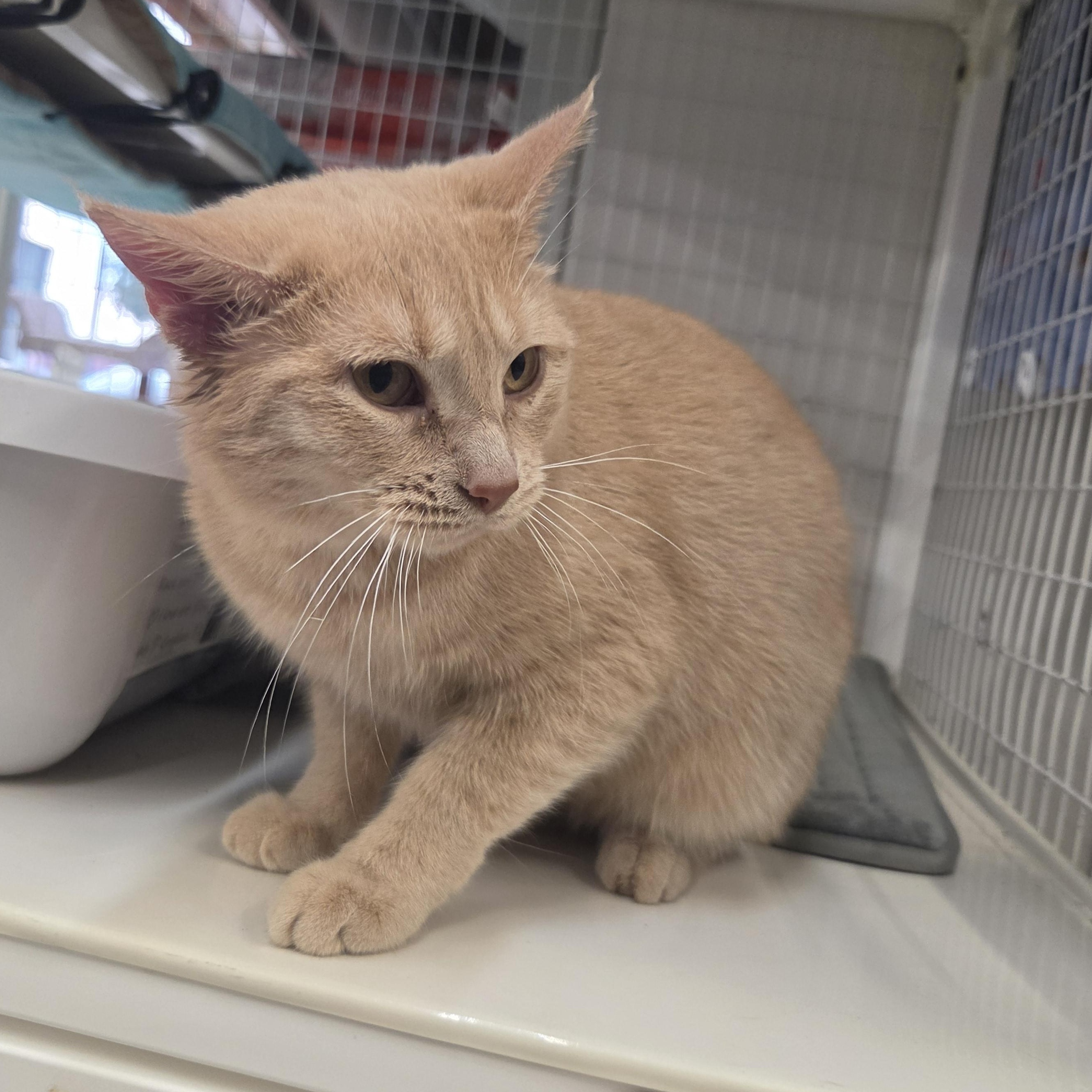 Blessed, an adoptable Domestic Short Hair in Indianapolis, IN image 4/4