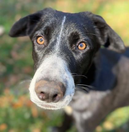 Enlarge Milly, a Adoptable mixed breed in Malvern, PA image 1/3