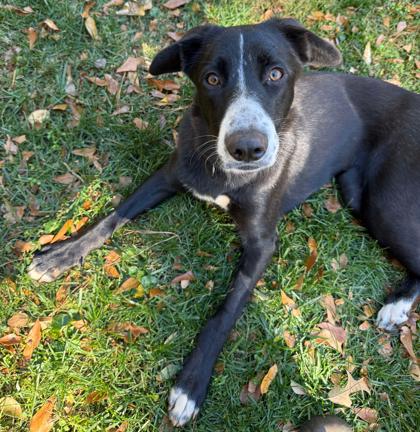 Enlarge Milly, a Adoptable mixed breed in Malvern, PA image 2/3