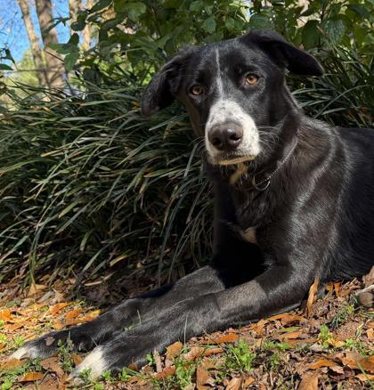 Milly, Adoptable, Young Female Border Collie & German Shepherd Dog.