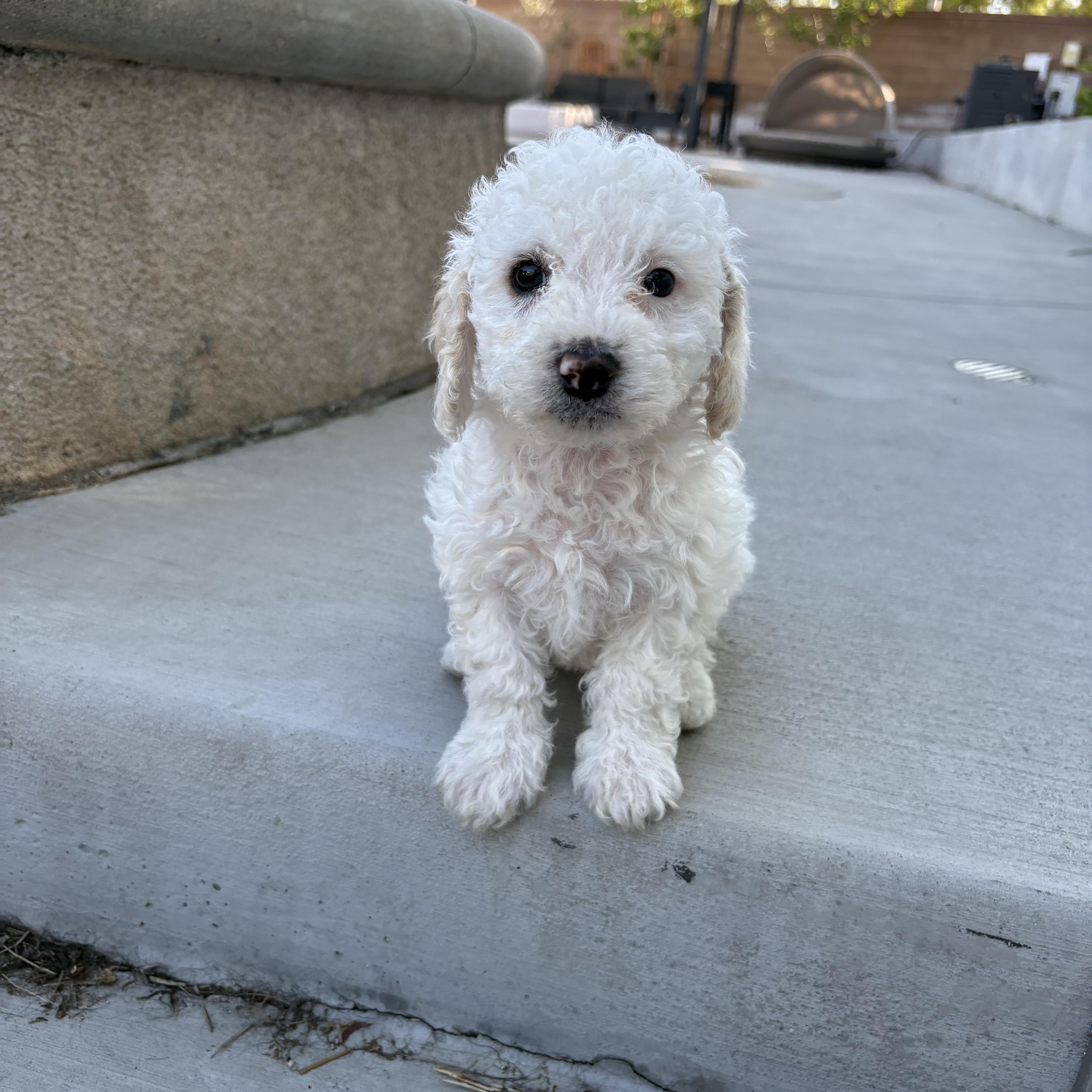 pete, Baby Male Poodle