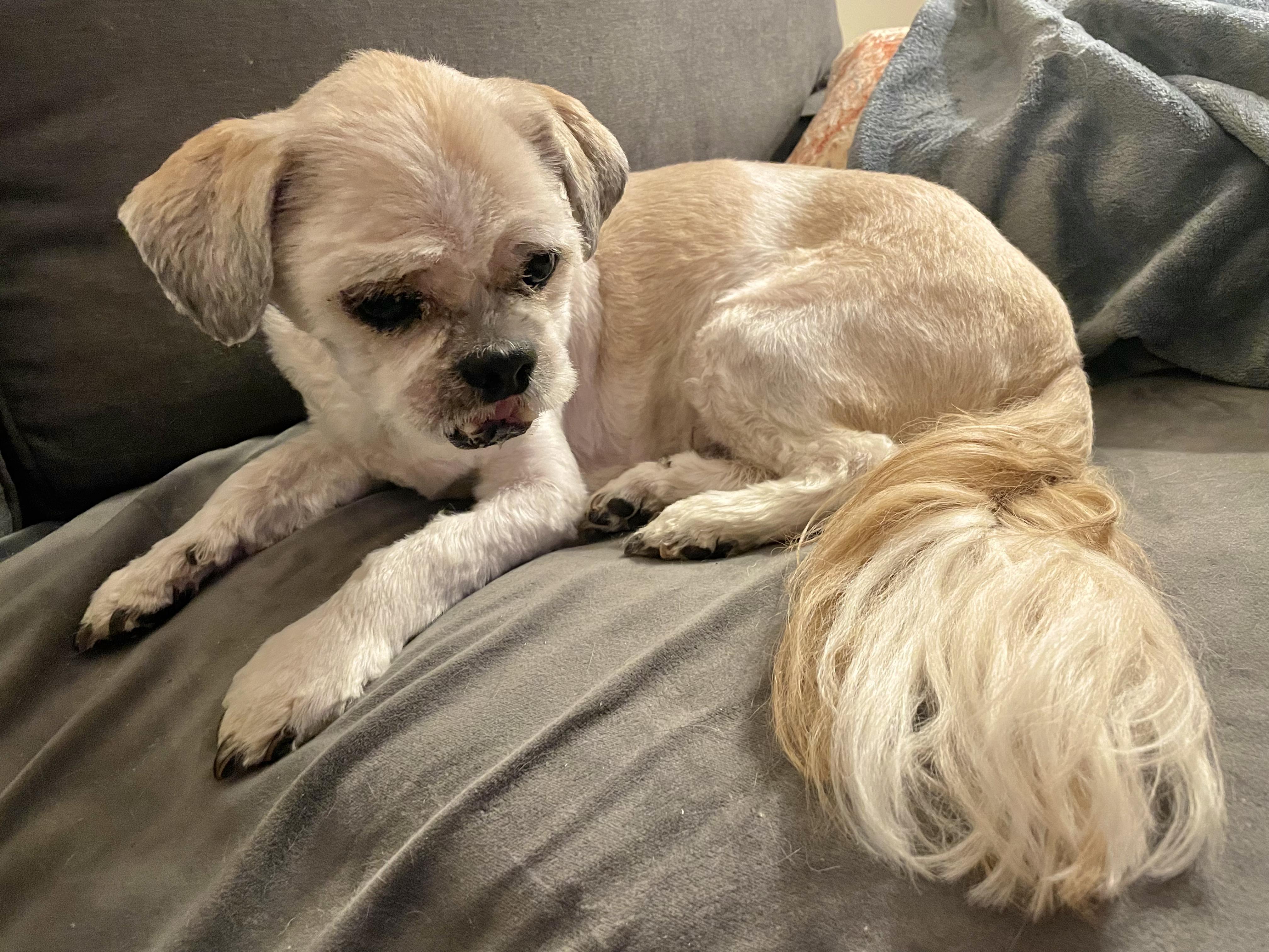 Enlarge Kobe, a Adoptable Shih Tzu in Clarkesville, GA image 1/6