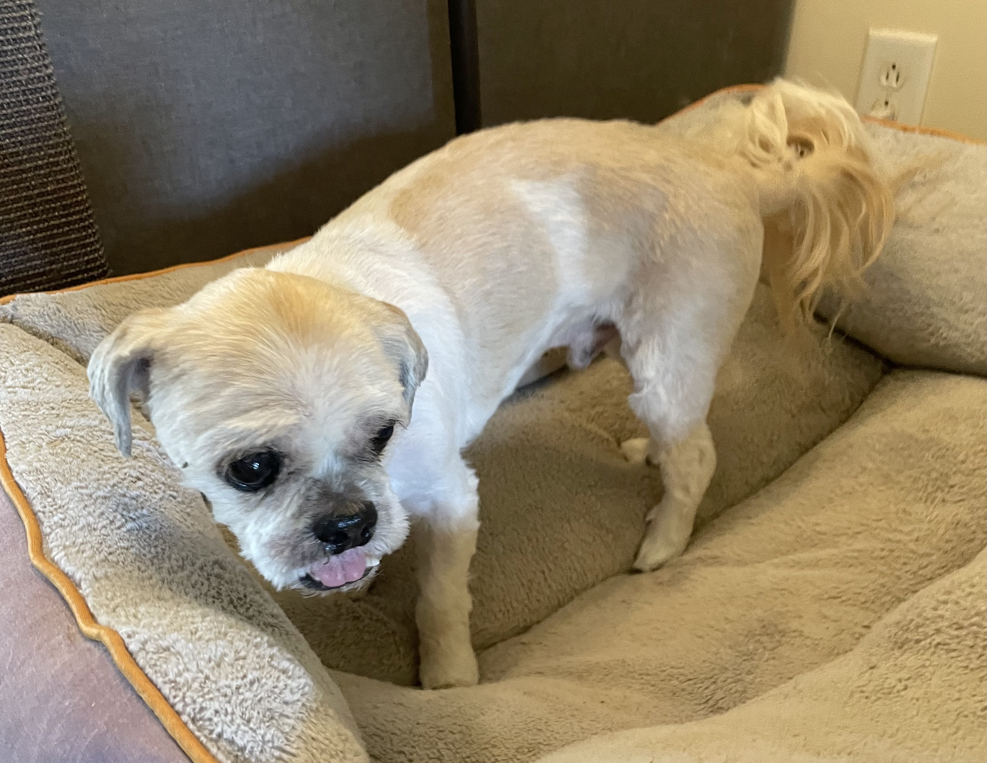 Enlarge Kobe, a Adoptable Shih Tzu in Clarkesville, GA image 6/6