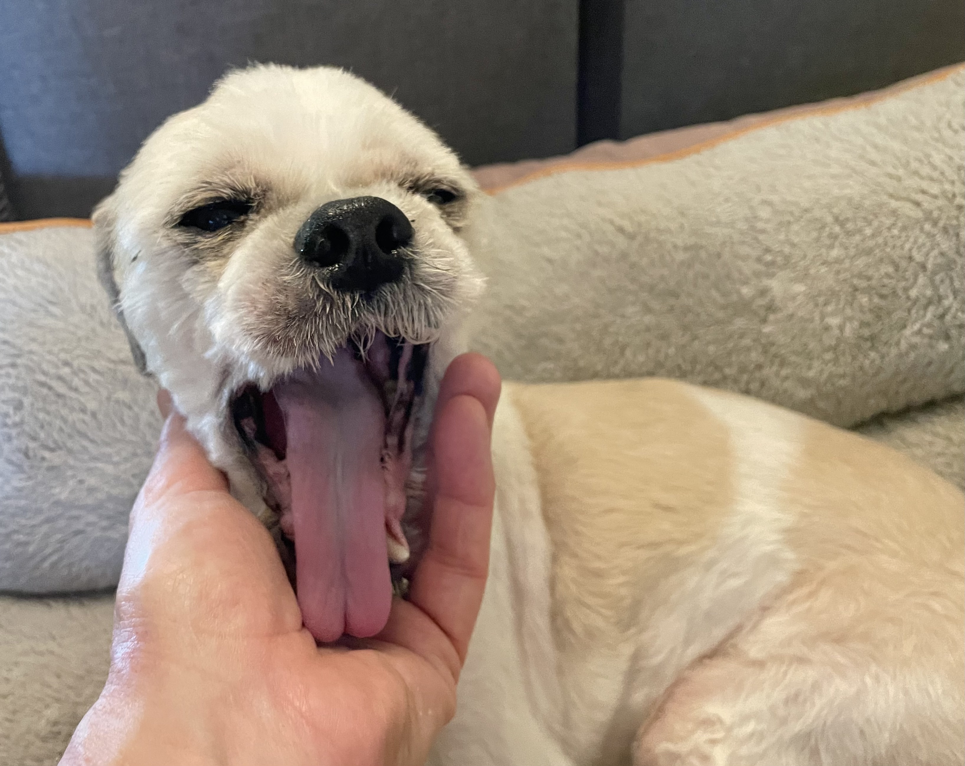 Enlarge Kobe, a Adoptable Shih Tzu in Clarkesville, GA image 4/6