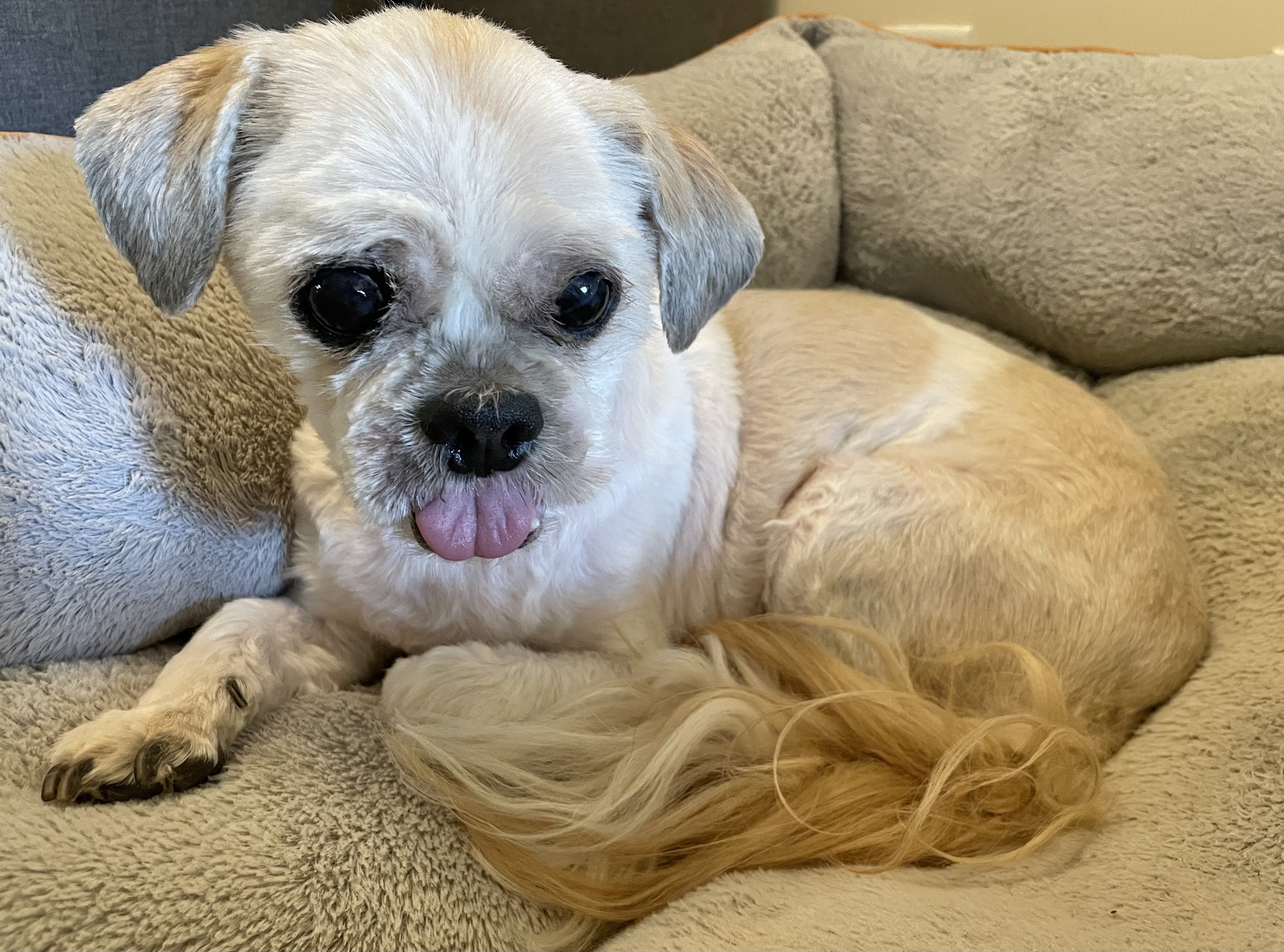 Enlarge Kobe, a Adoptable Shih Tzu in Clarkesville, GA image 3/6
