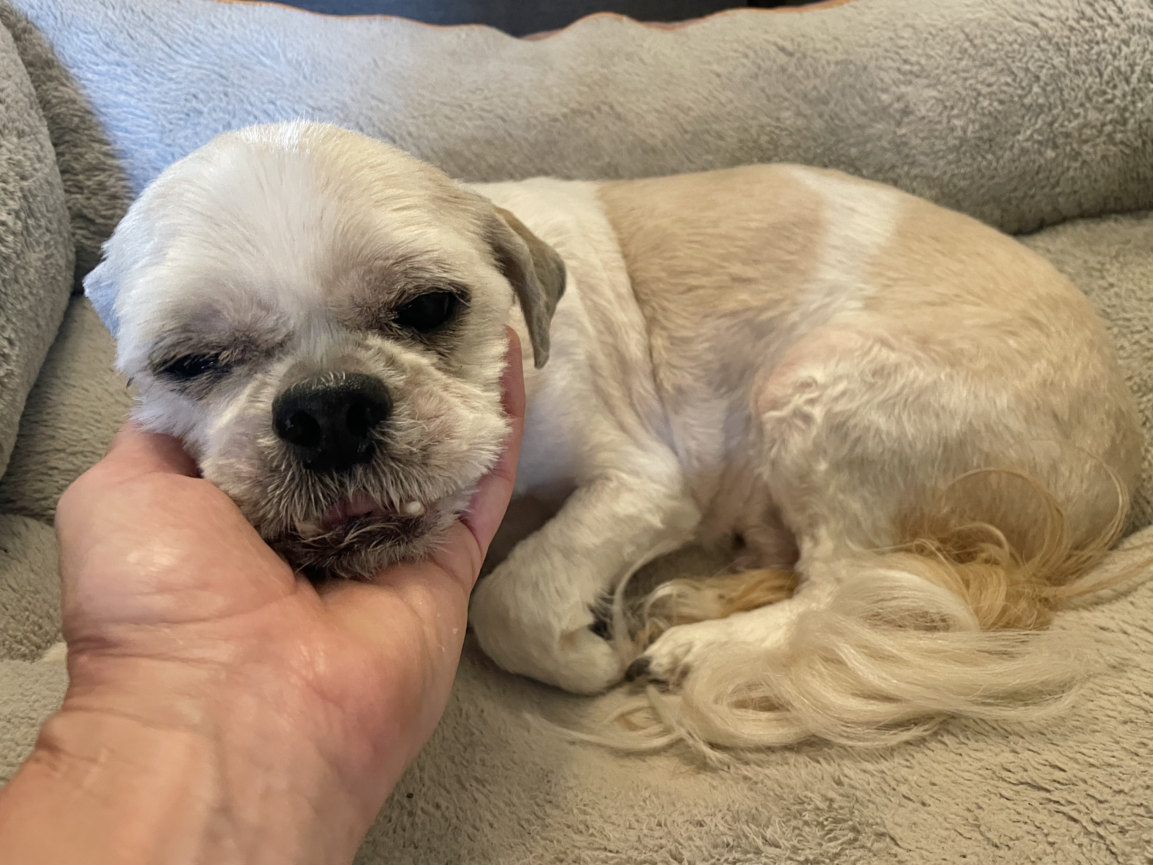 Enlarge Kobe, a Adoptable Shih Tzu in Clarkesville, GA image 2/6