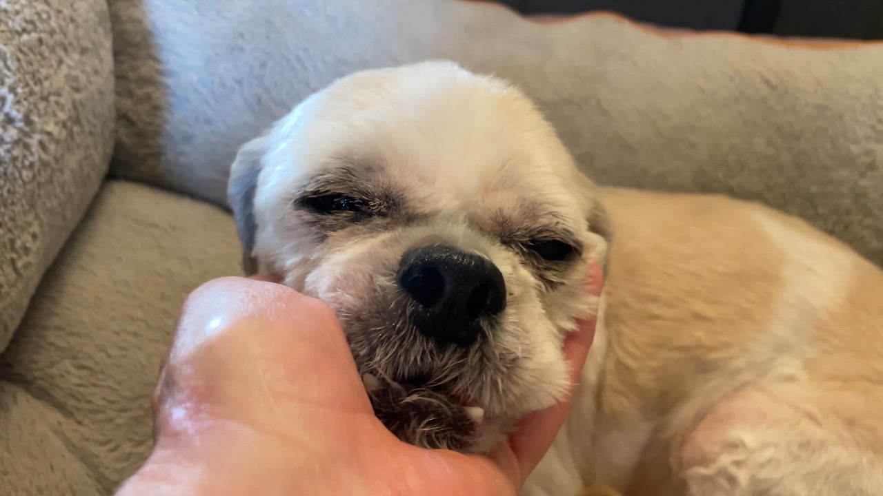 Enlarge Kobe, a Adoptable Shih Tzu in Clarkesville, GA video 5/6