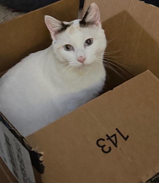 Enlarge Brandi, a ADOPTABLE Domestic Short Hair in Eugene, OR image 3/5