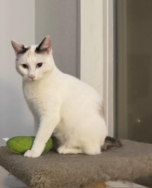 Enlarge Brandi, a ADOPTABLE Domestic Short Hair in Eugene, OR image 1/5