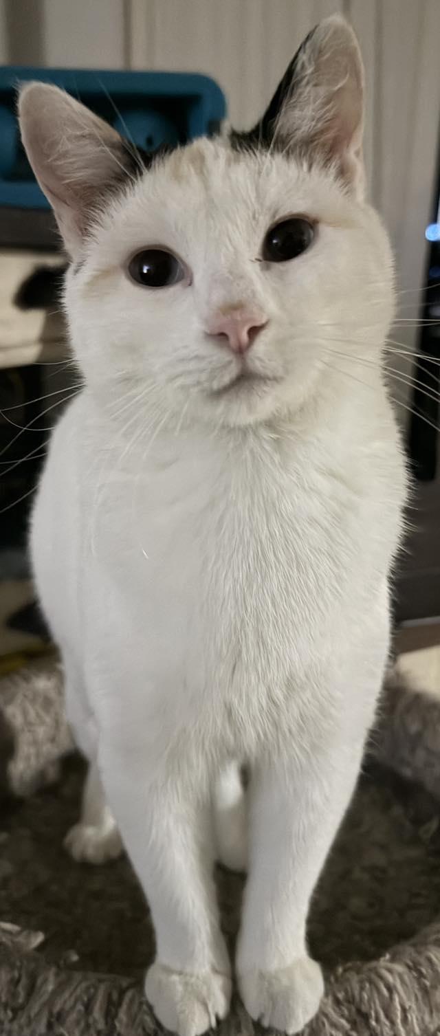 Enlarge Brandi, a ADOPTABLE Domestic Short Hair in Eugene, OR image 2/5