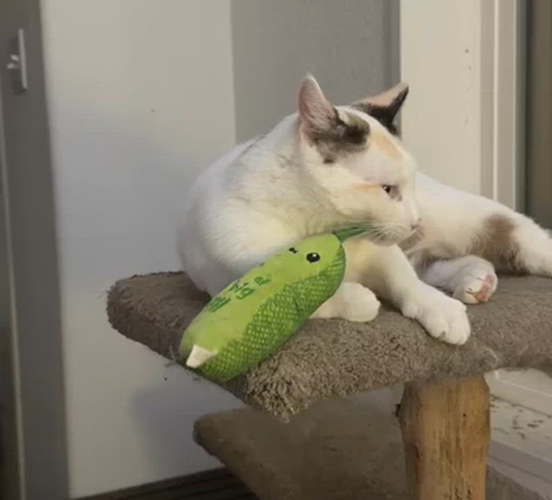 Enlarge Brandi, a ADOPTABLE Domestic Short Hair in Eugene, OR video 5/5