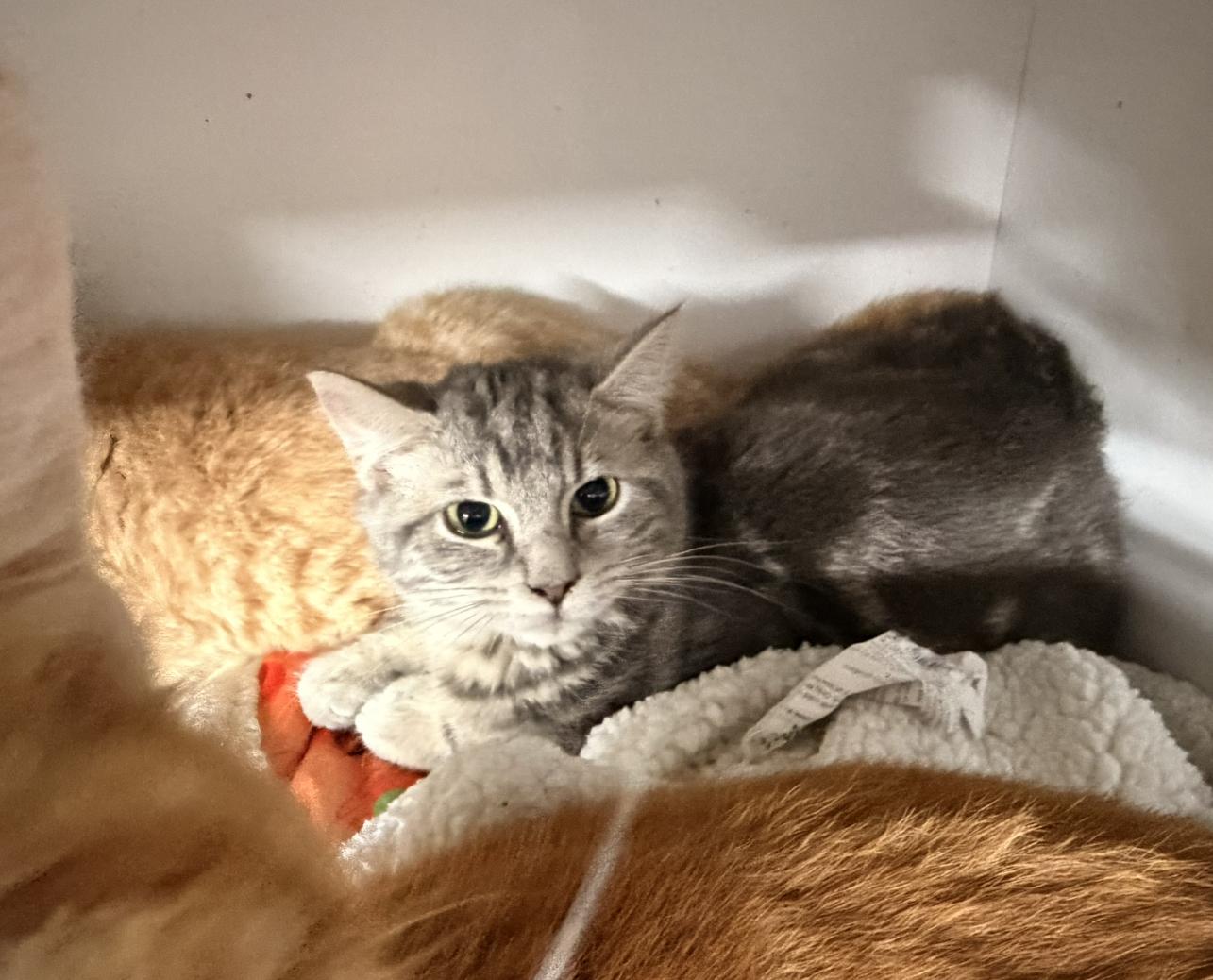 Bogie, Adoptable, Young Male Domestic Short Hair.