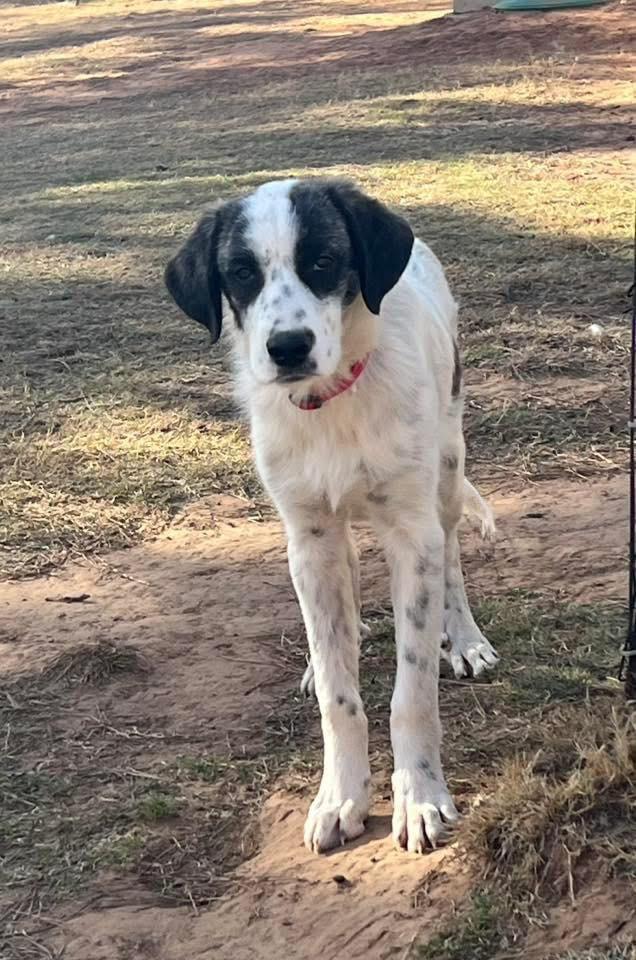 Romeo, Adoptable, Young Male Great Pyrenees.