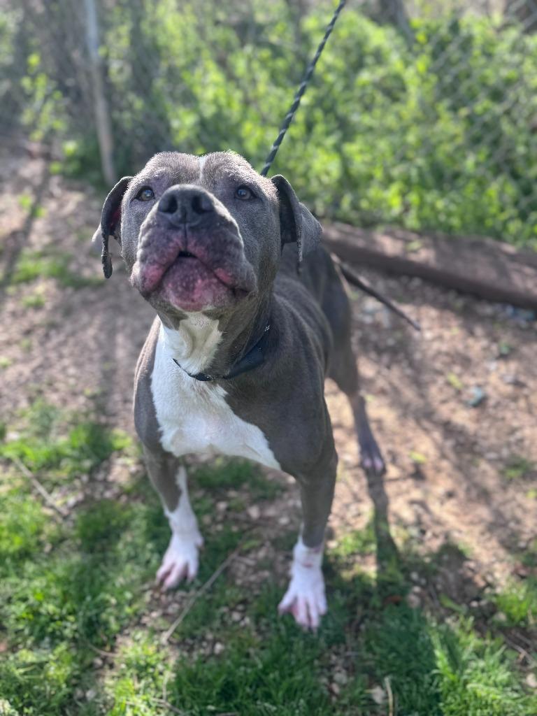 Enlarge Xena, a Adoptable Pit Bull Terrier in Russellville, KY image 1/4