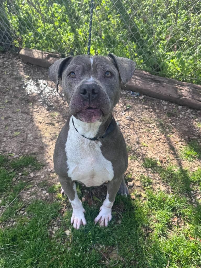 Enlarge Xena, a Adoptable Pit Bull Terrier in Russellville, KY image 2/4