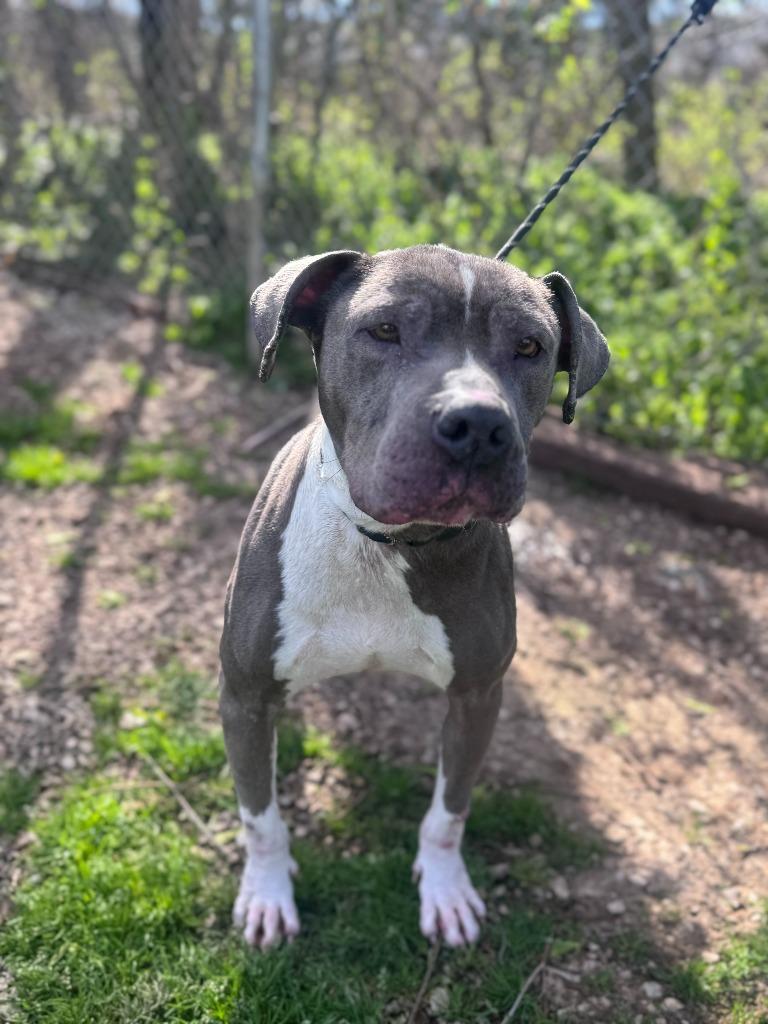 Enlarge Xena, a Adoptable Pit Bull Terrier in Russellville, KY image 3/4