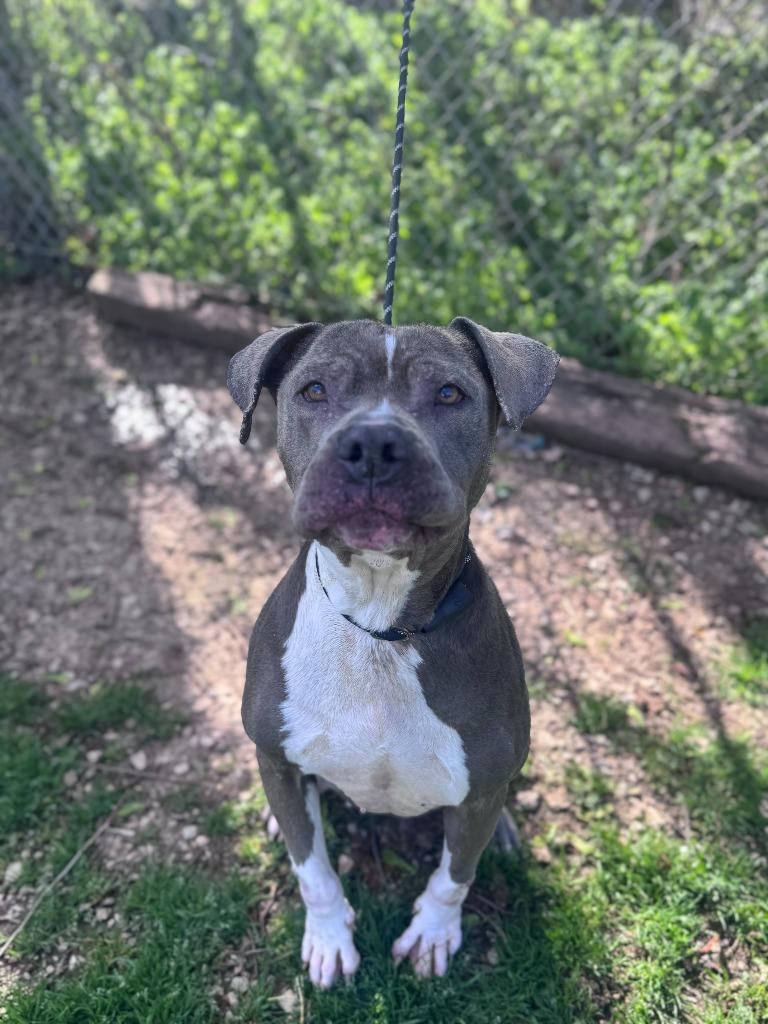 Enlarge Xena, a Adoptable Pit Bull Terrier in Russellville, KY image 4/4