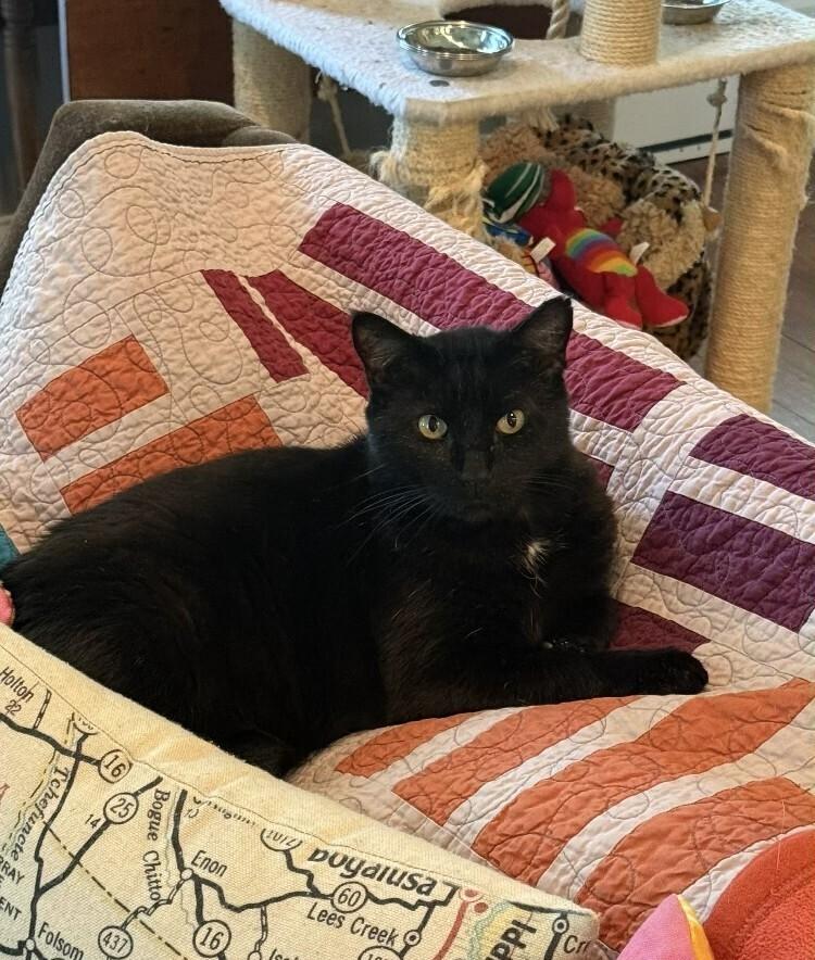 Tux, Adoptable, Senior Male Domestic Short Hair.