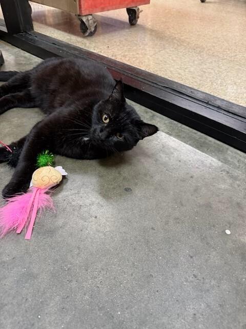 Enlarge Tux, a Adoptable Domestic Short Hair in Covington, LA image 1/1