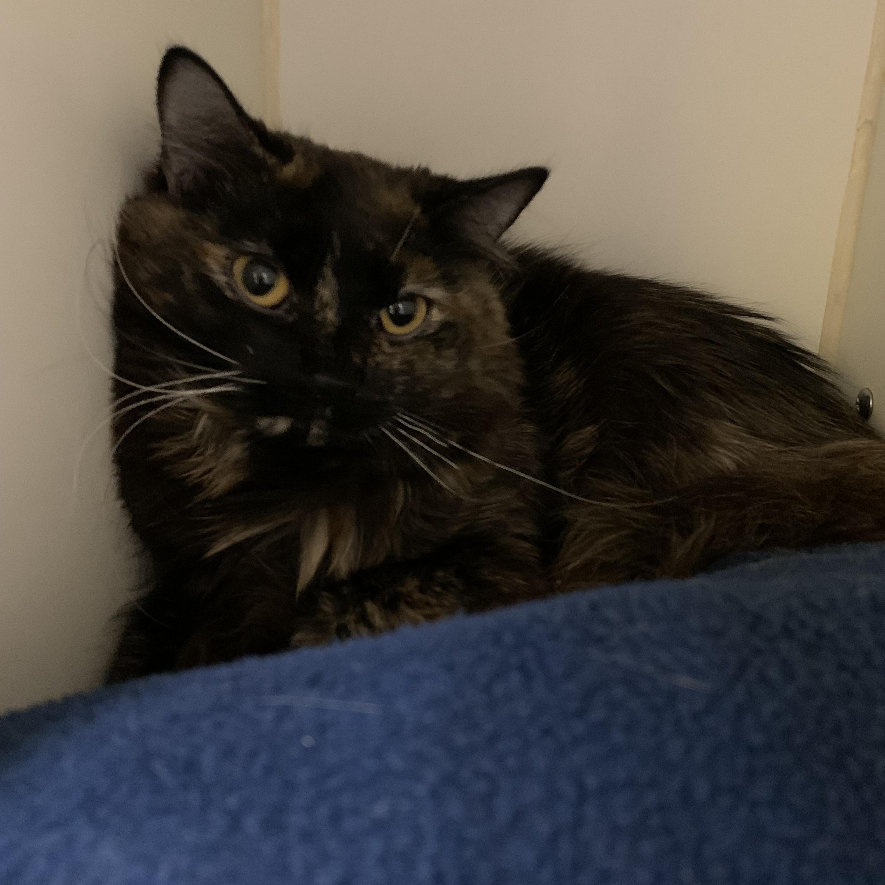 Maeve, Young Female Domestic Short Hair