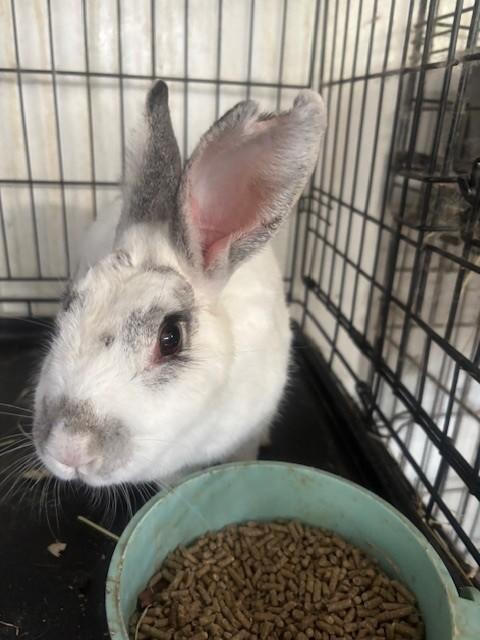 Enlarge Spicy Mama, a Adoptable English Spot in Navarre, FL image 1/1