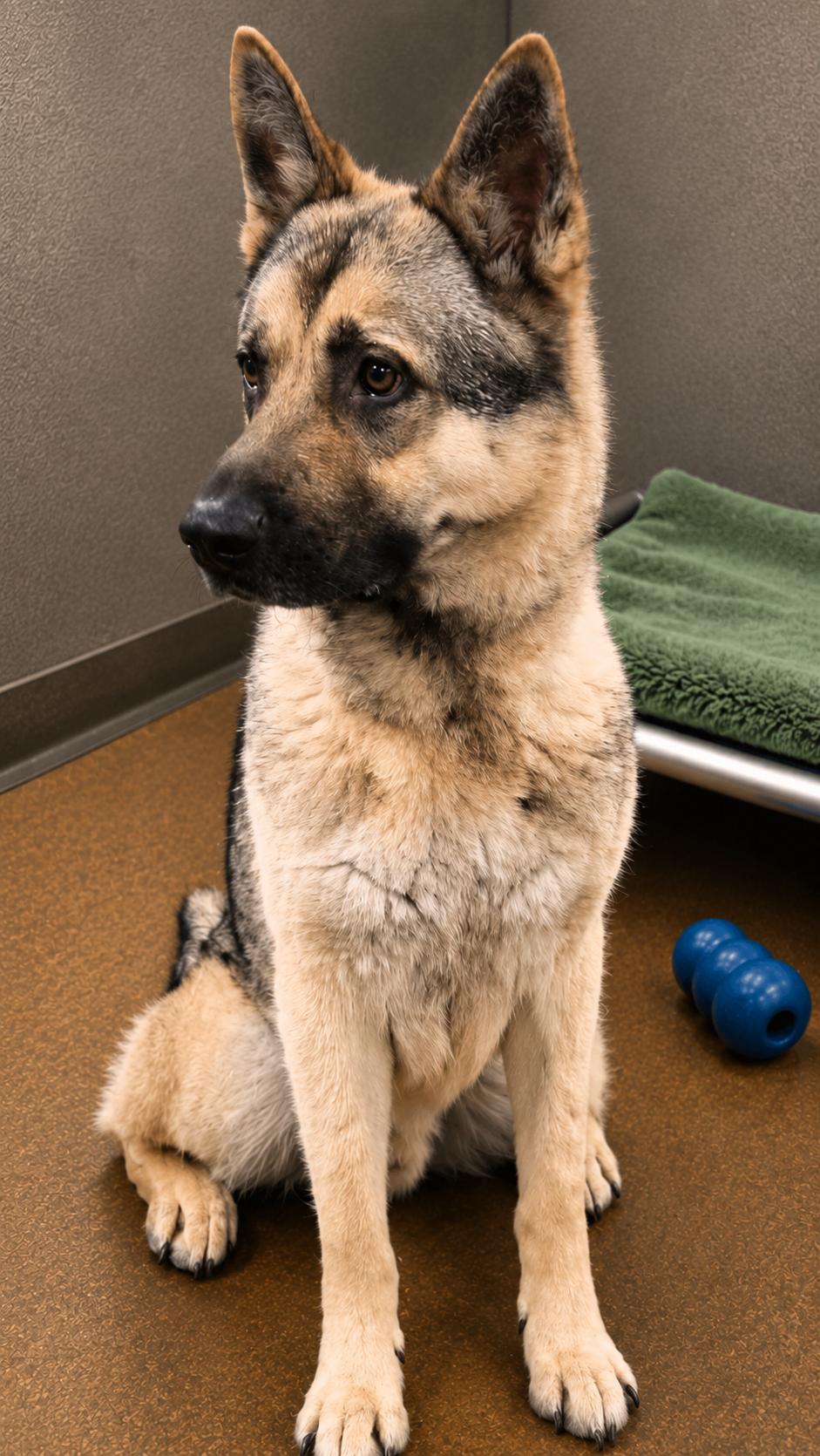 Enlarge Hagrid, a Adoptable German Shepherd Dog in Chesterfield, MO image 2/2