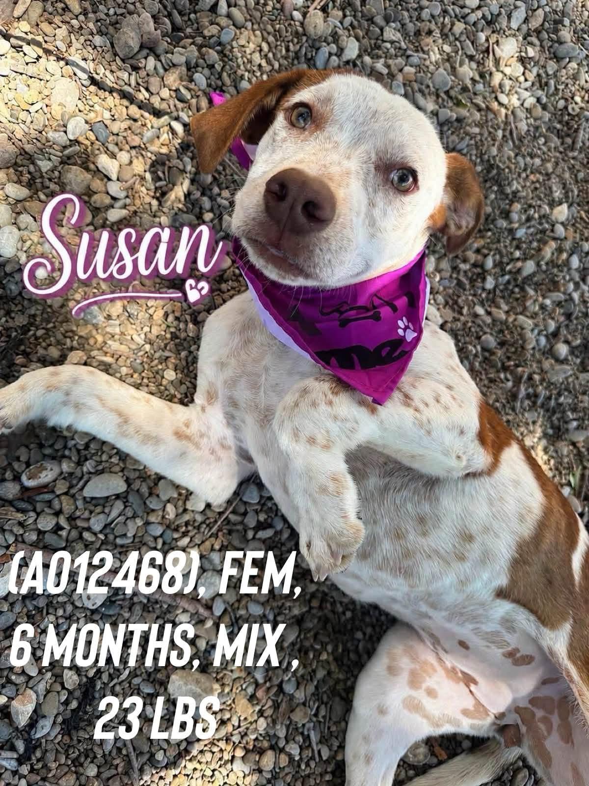 Enlarge Susan, a Adoptable mixed breed in Colorado Springs, CO image 1/1