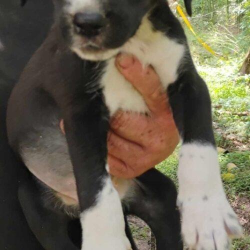 Enlarge Jasmine the Princess, a Adoptable mixed breed in Biloxi, MS image 1/2