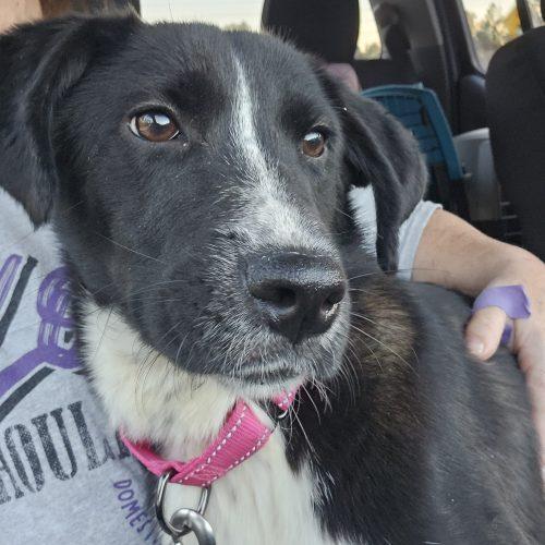 Enlarge Jasmine the Princess, a Adoptable mixed breed in Biloxi, MS image 2/2