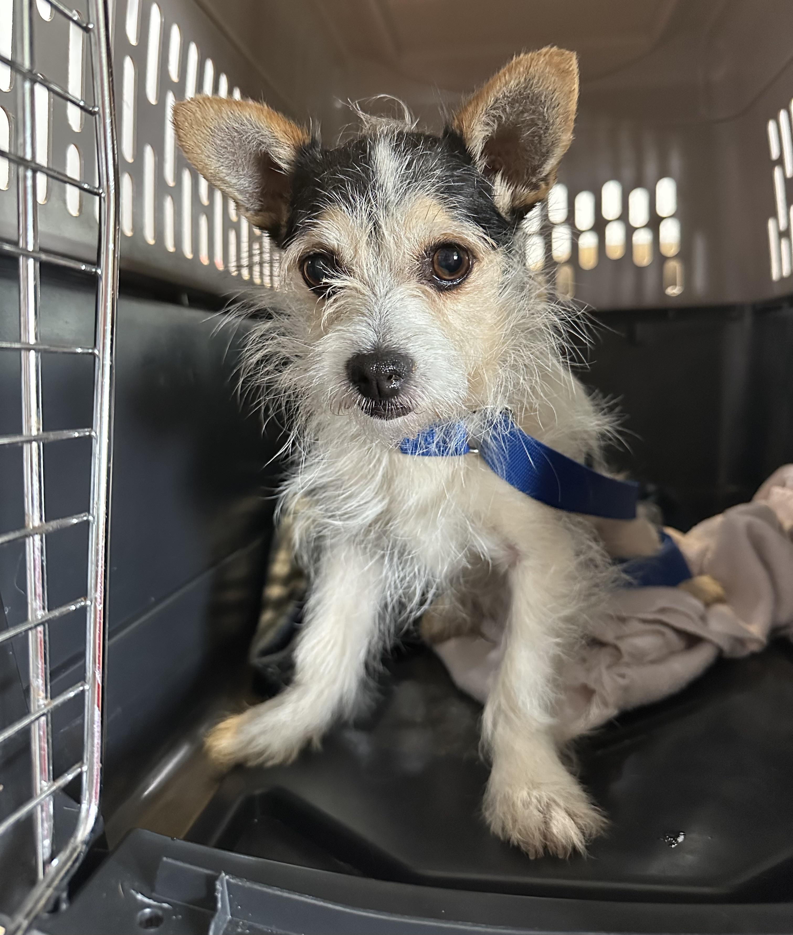 Whiskey, a ADOPTABLE mixed breed in Lawrenceville, GA image 5/6