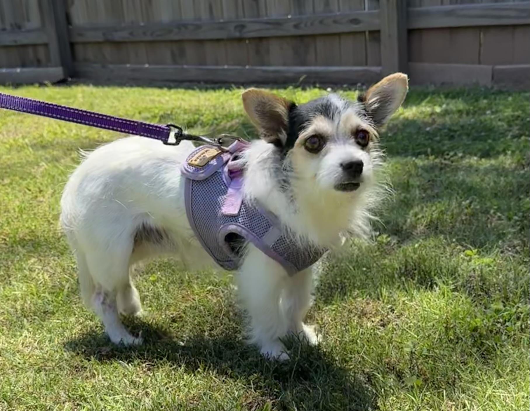 Whiskey, a ADOPTABLE mixed breed in Lawrenceville, GA image 3/6