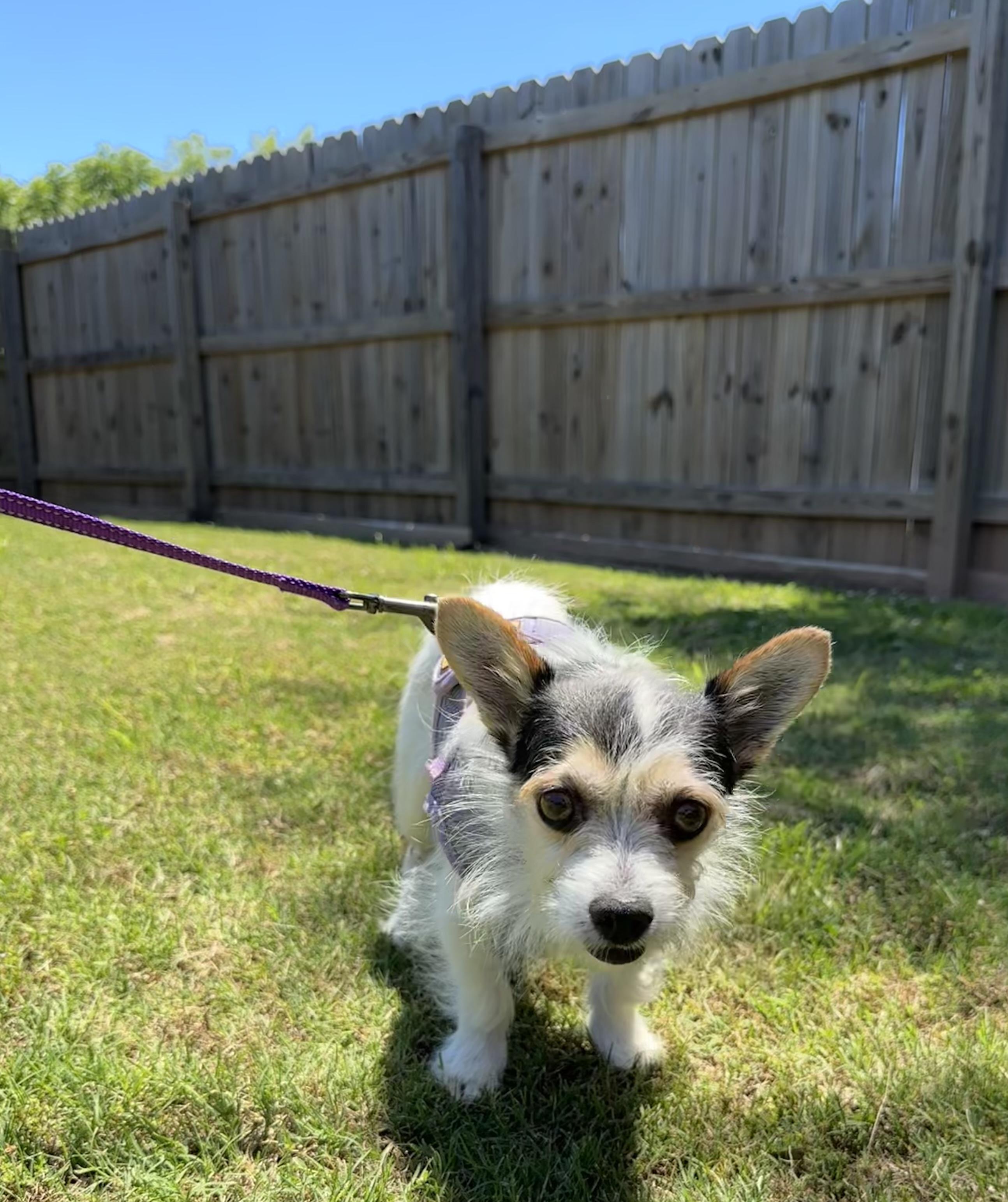 Whiskey, a ADOPTABLE mixed breed in Lawrenceville, GA image 6/6