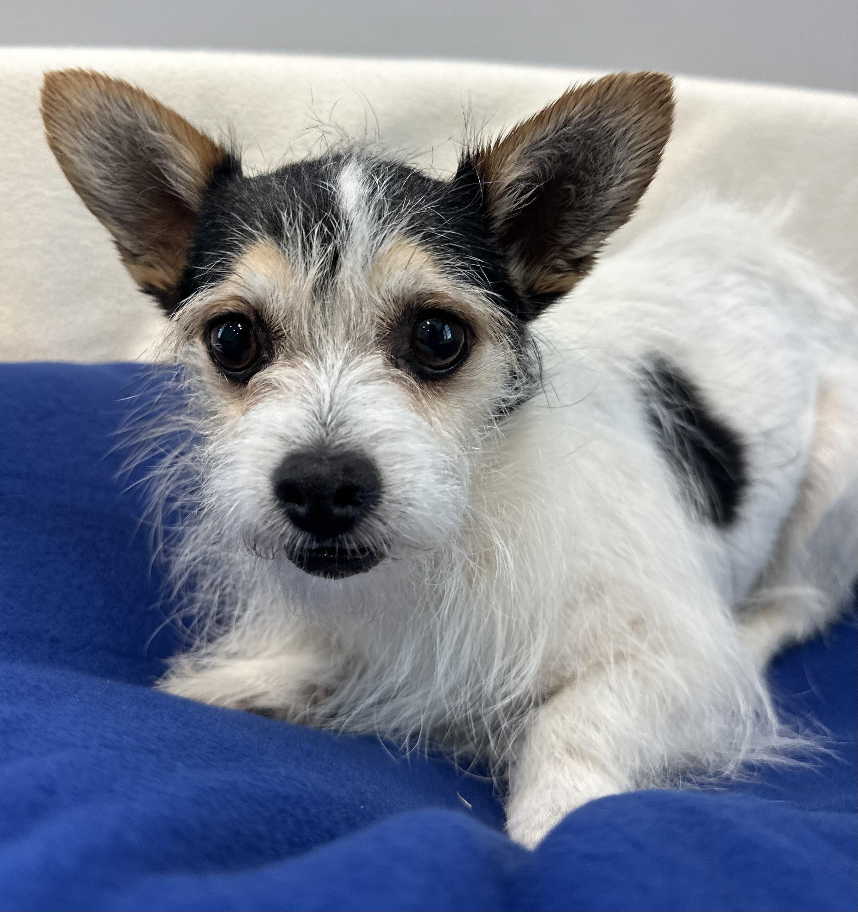 Whiskey, ADOPTABLE, Young Male Jack Russell Terrier.