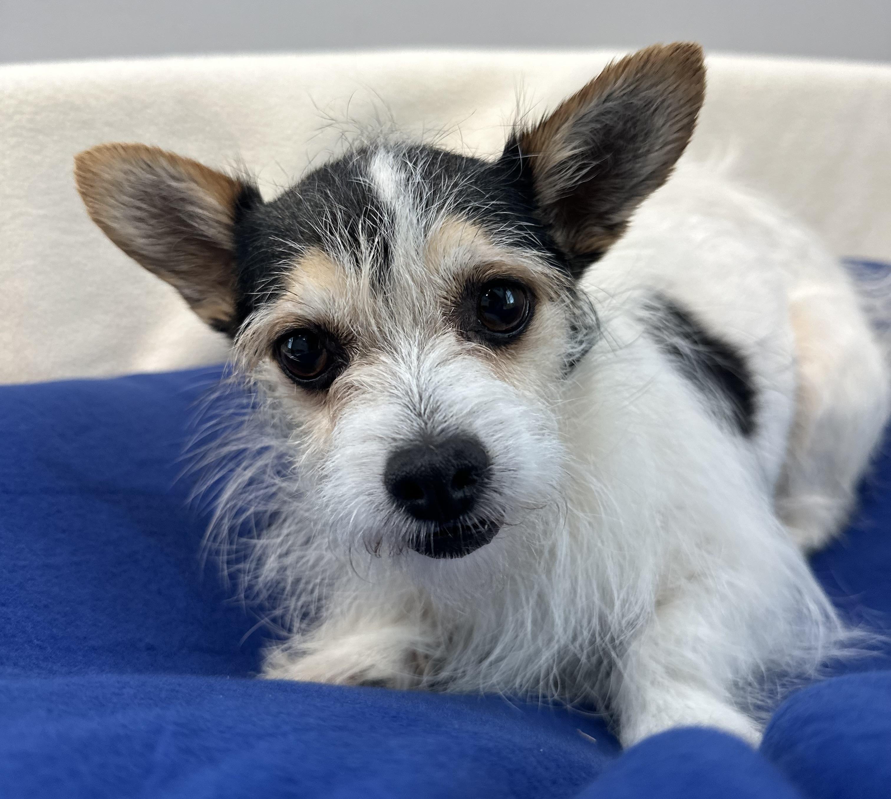 Whiskey, a ADOPTABLE mixed breed in Lawrenceville, GA image 2/6