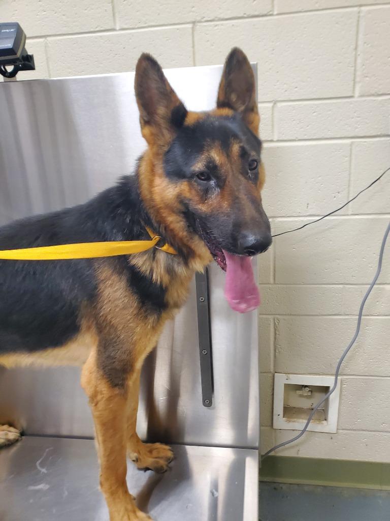 2025-09-170 *Rocky*, Adopted, Adult Male German Shepherd Dog.