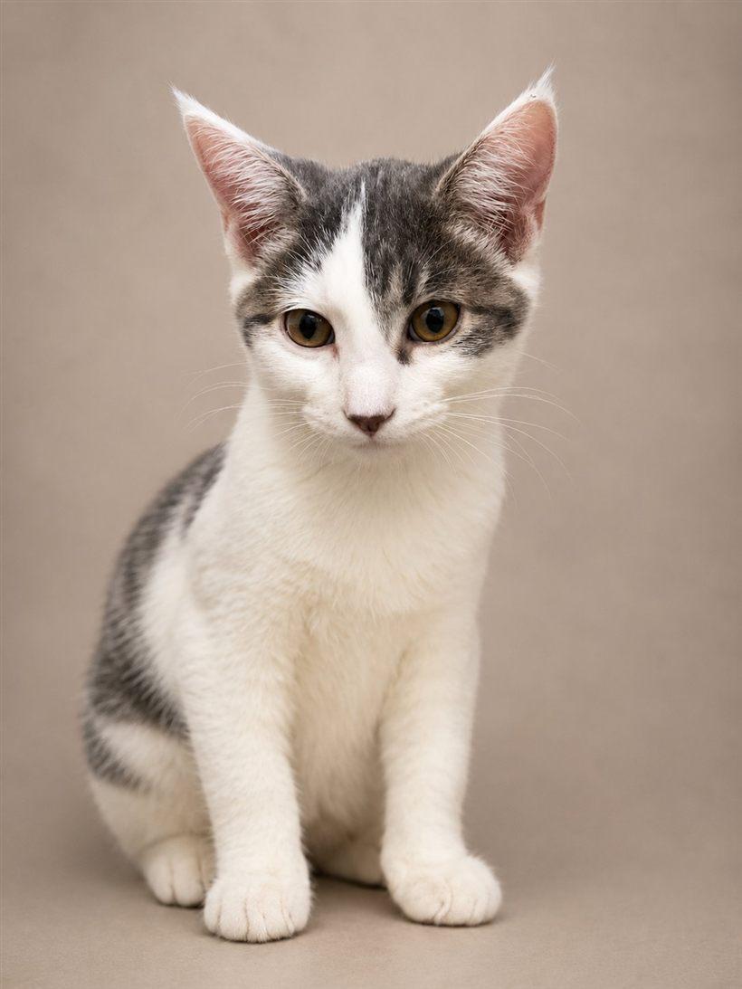 Enlarge Willow, a Adoptable Domestic Short Hair in Lincoln, IL image 1/1