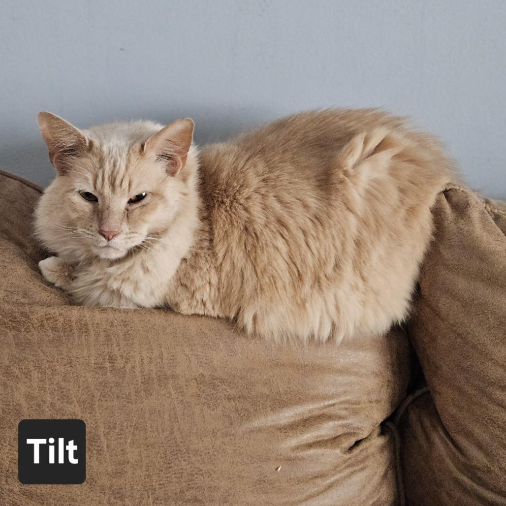Tilt, Adoptable, Senior Male Domestic Medium Hair.
