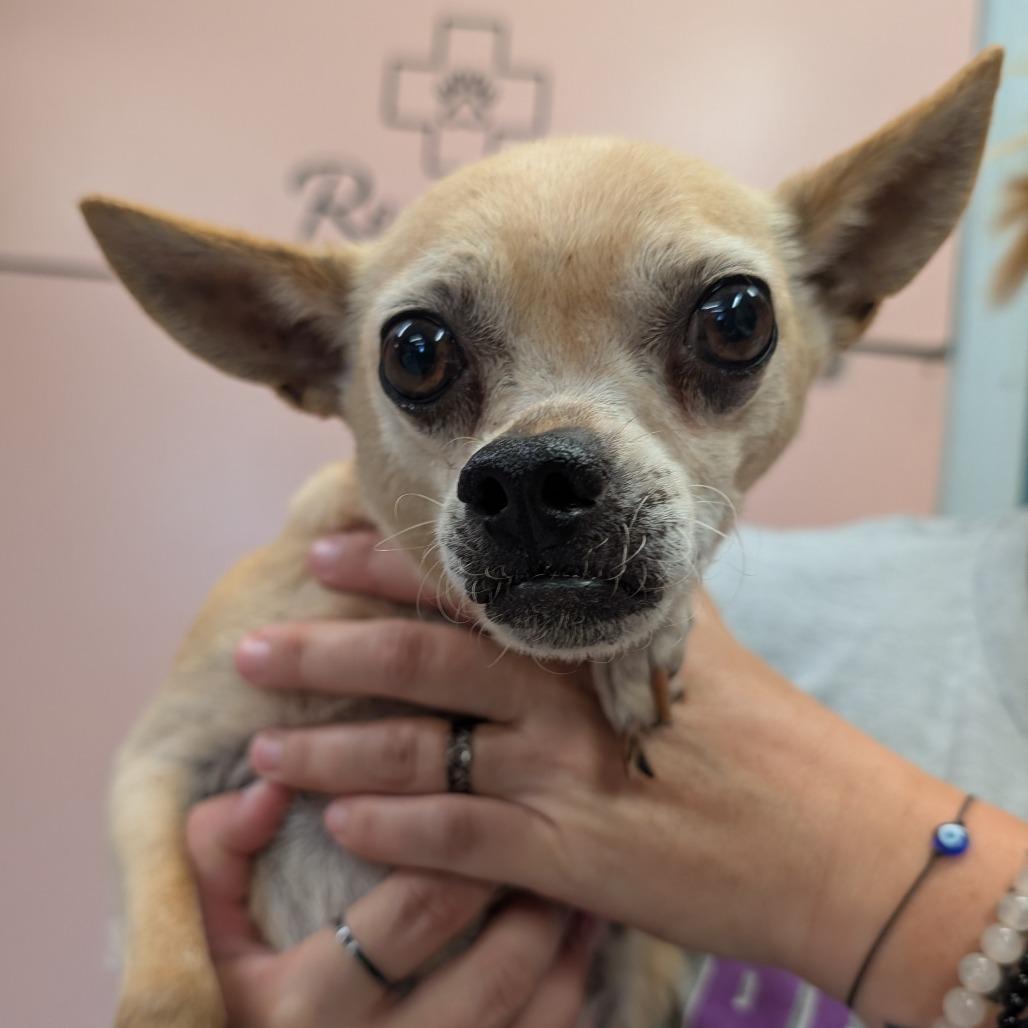 Pinky, a Adoptable Mixed Breed in Huntsville, AR image 1/3
