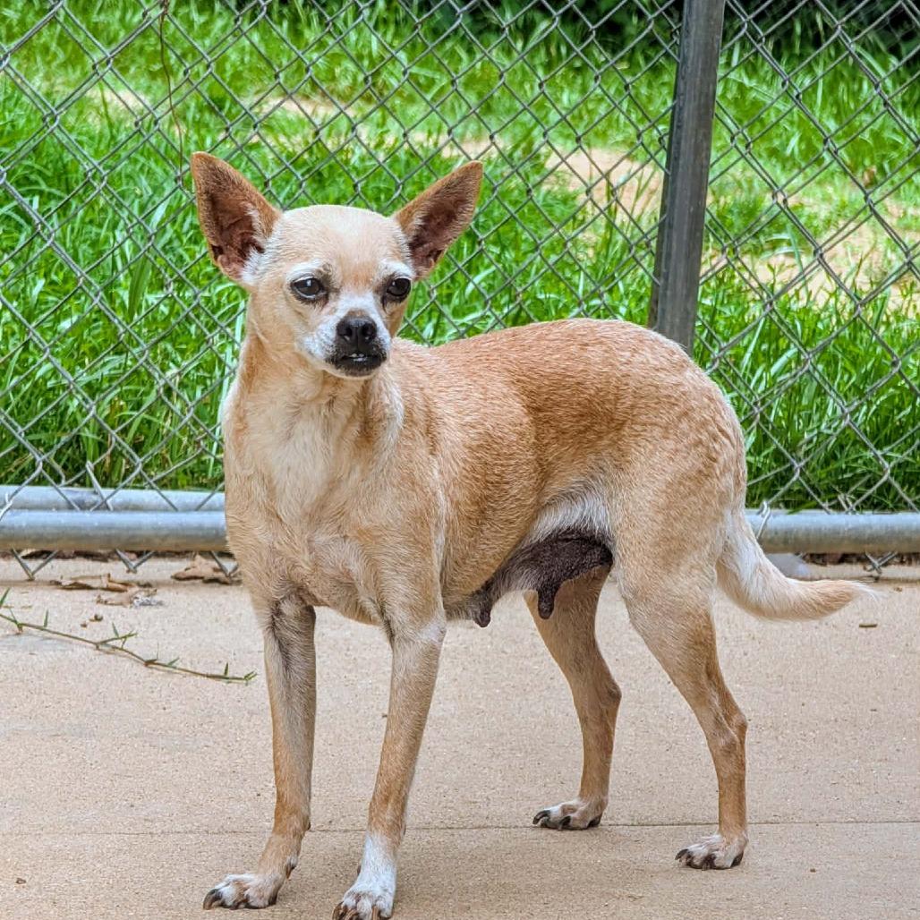 Pinky, a Adoptable Mixed Breed in Huntsville, AR image 2/3