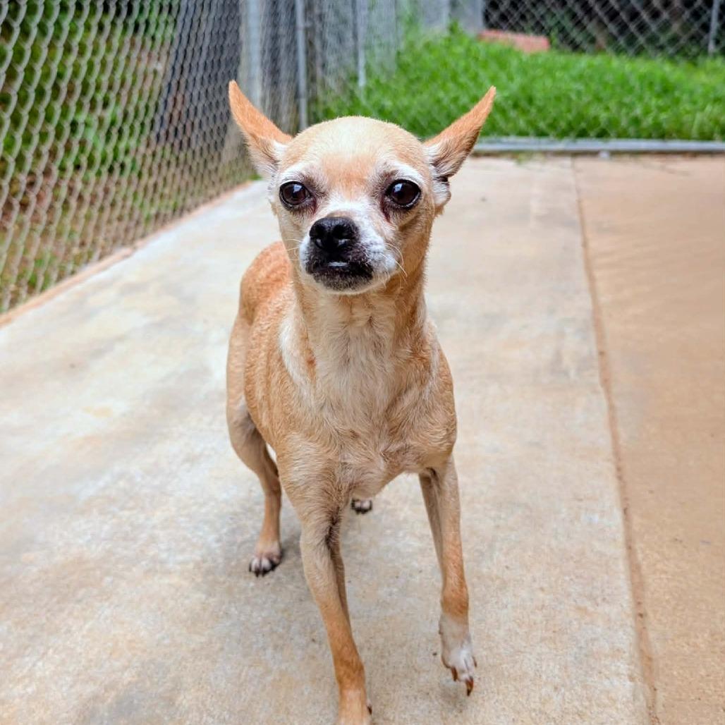 Pinky, a Adoptable Mixed Breed in Huntsville, AR image 3/3