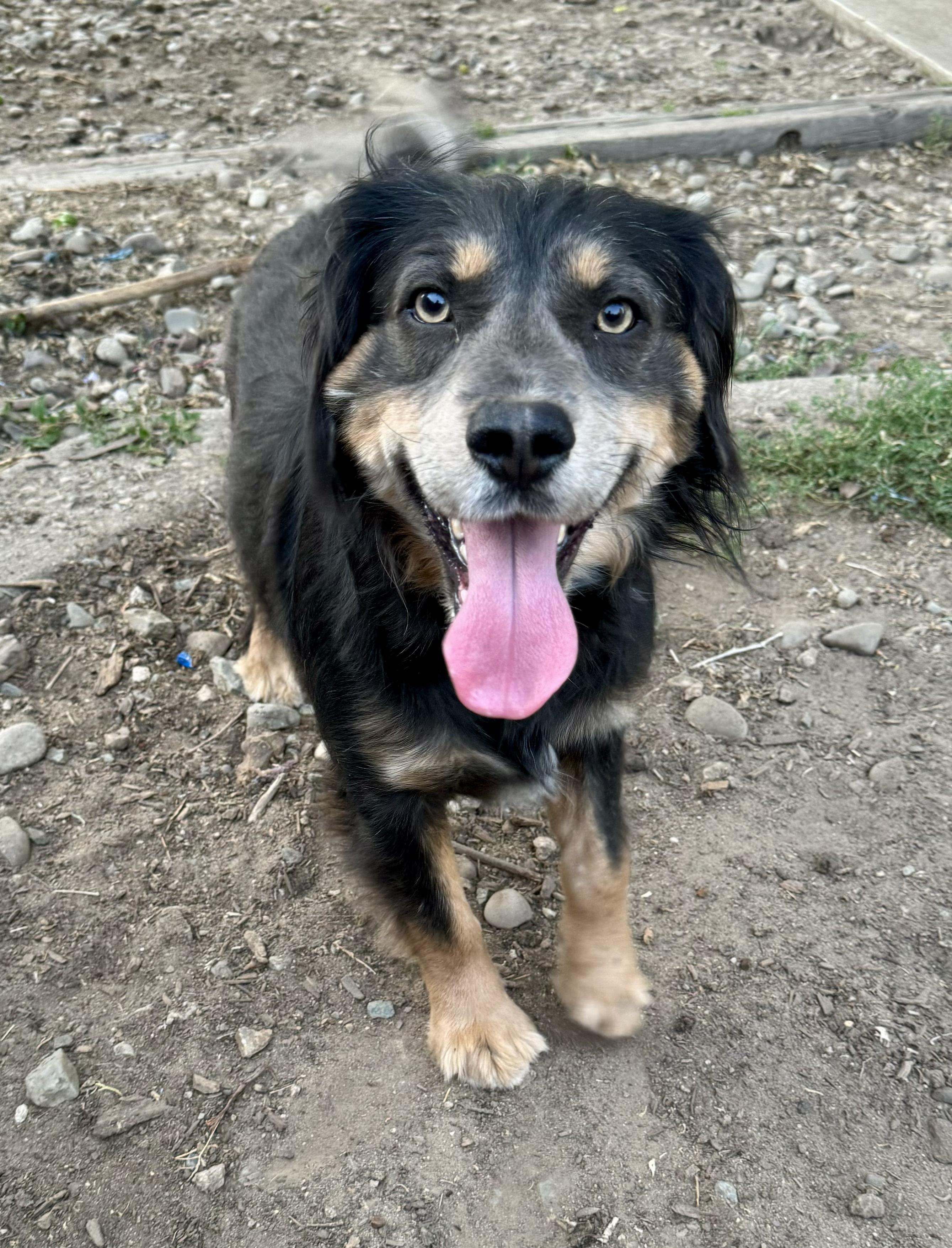 Enlarge Buddy Luv, a Adoptable Australian Shepherd in Stockton, CA image 3/6