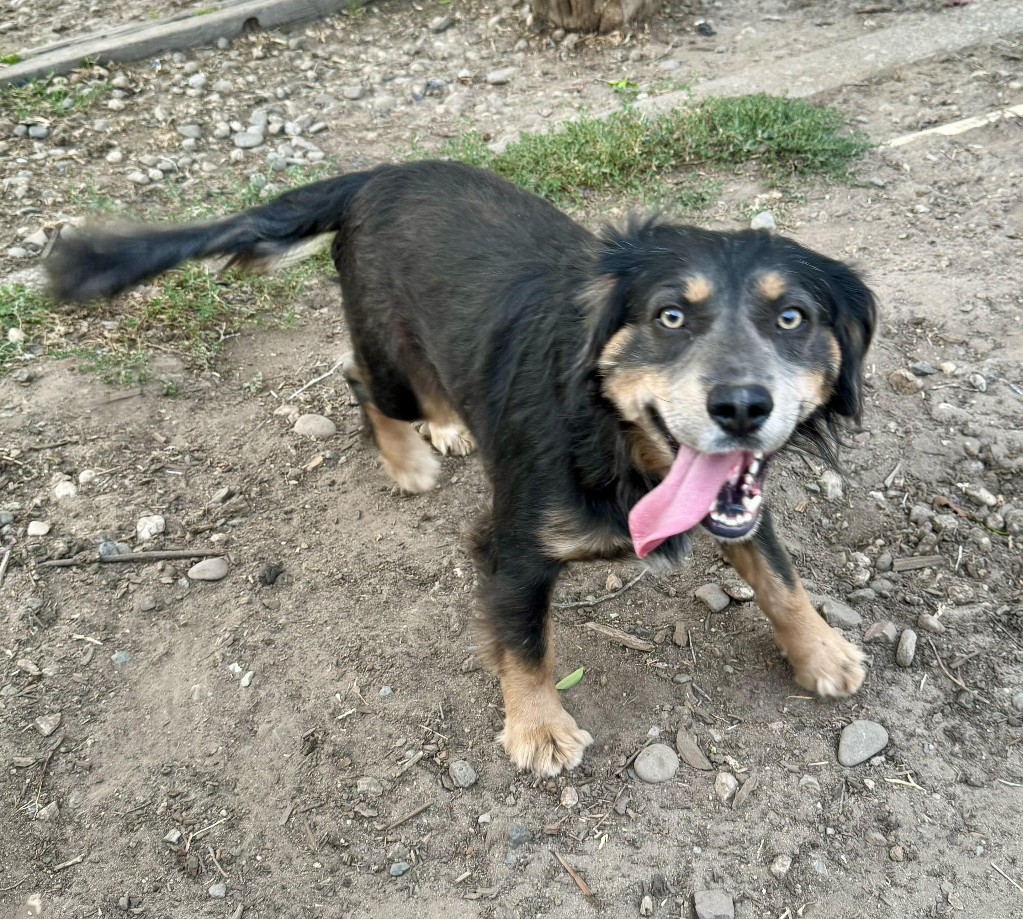 Enlarge Buddy Luv, a Adoptable Australian Shepherd in Stockton, CA image 1/6