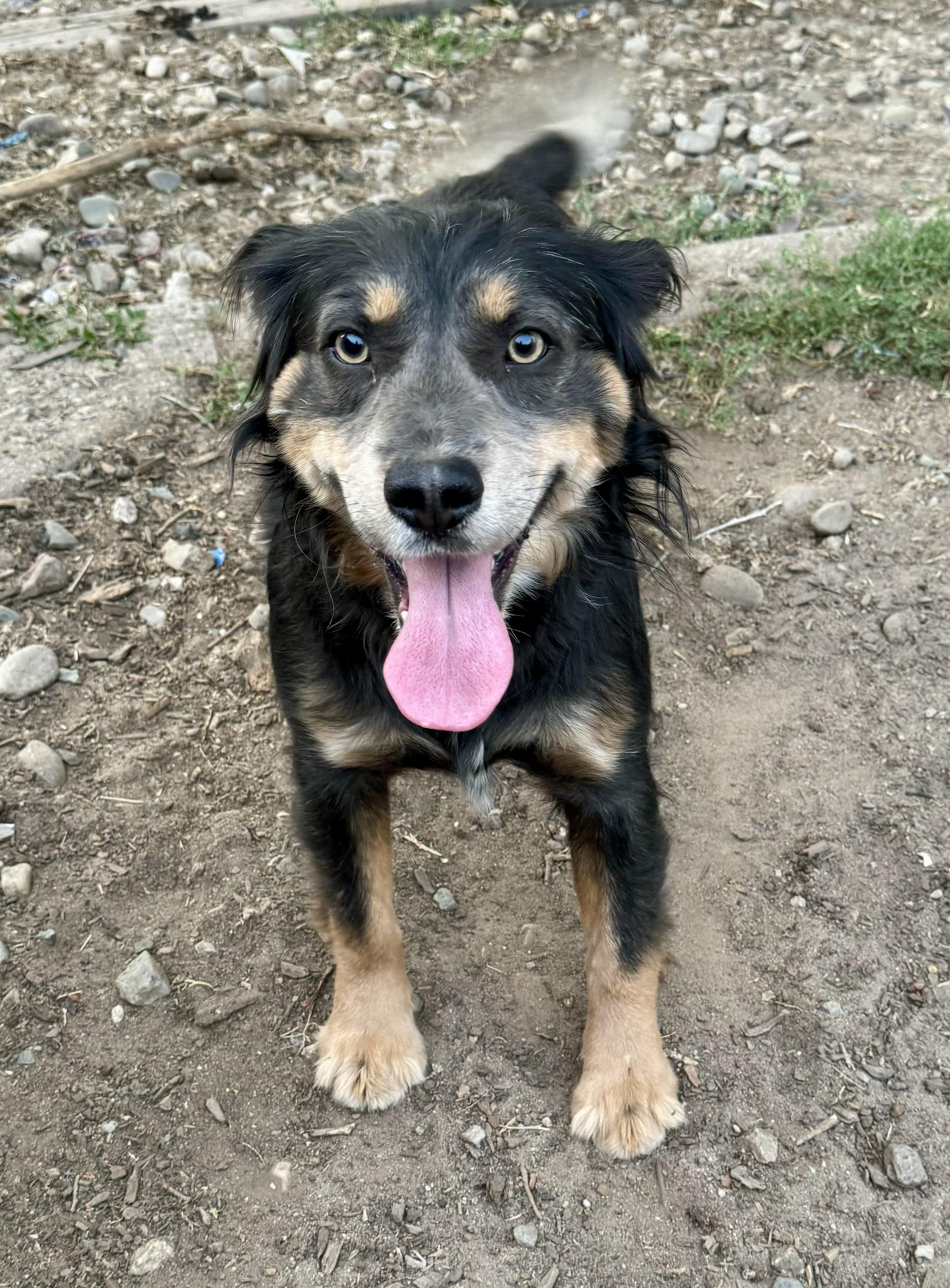 Enlarge Buddy Luv, a Adoptable Australian Shepherd in Stockton, CA image 4/6